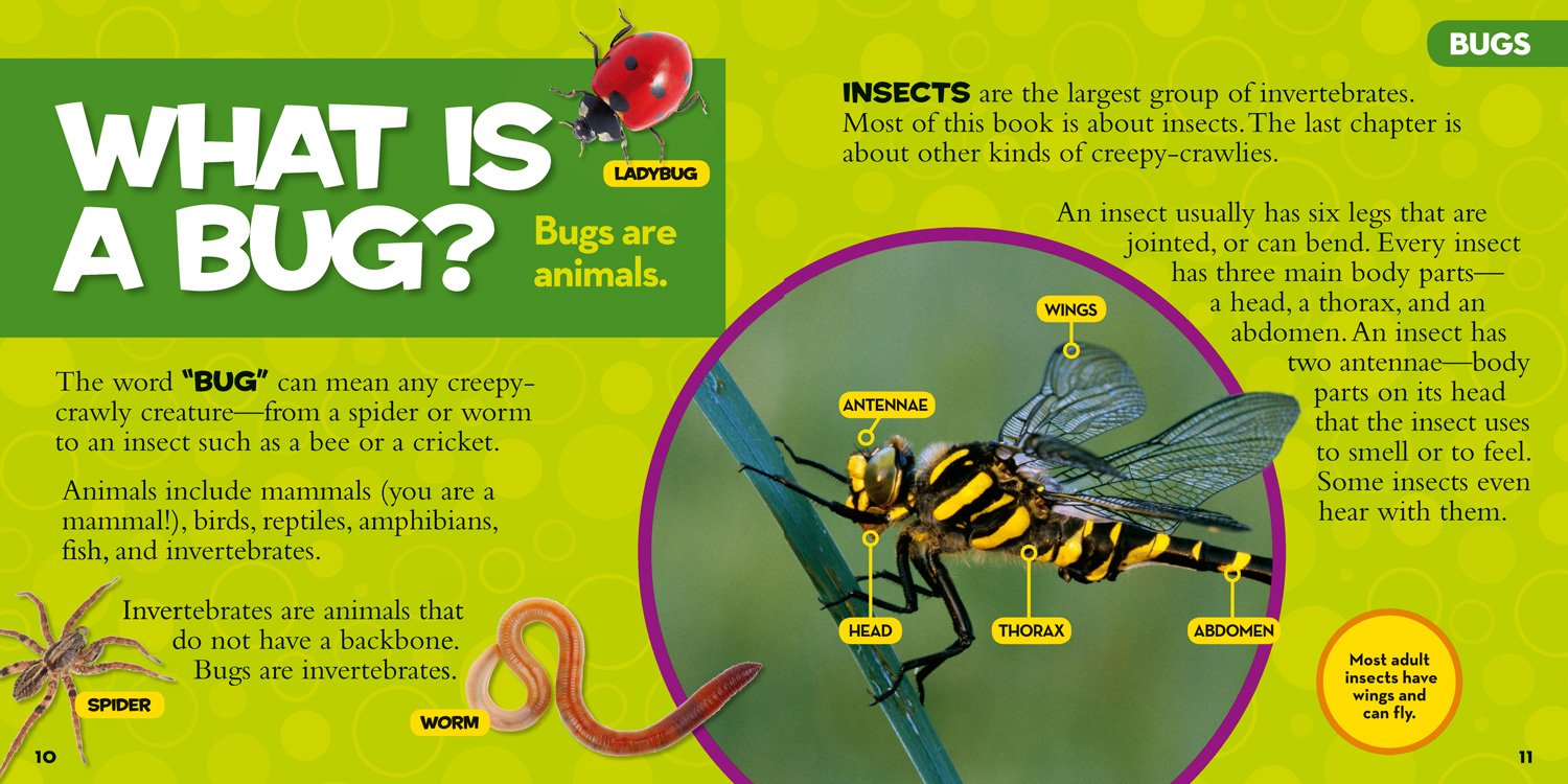 10 Captivating Bug Books For Preschoolers Education Outside